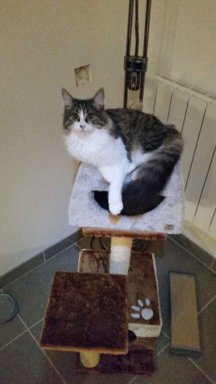 Nos animaux ! - 1