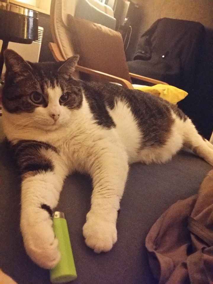 Ma Chatoune