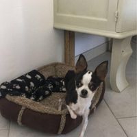 Implication de votre chien - 1