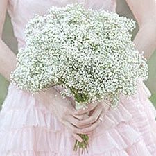 Gypsophile - 6