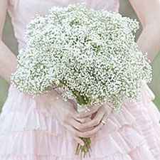 Gypsophile - 6