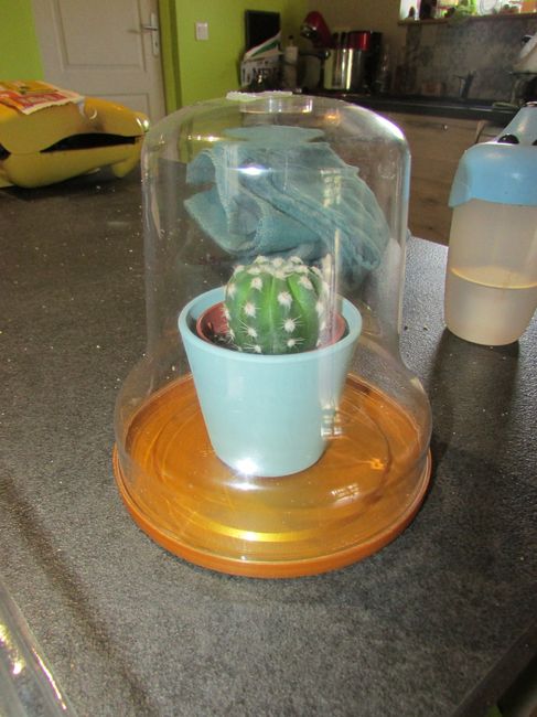 Plus qu'a rajouter une guirlande led (et il n'y aura pas le pot je pense)