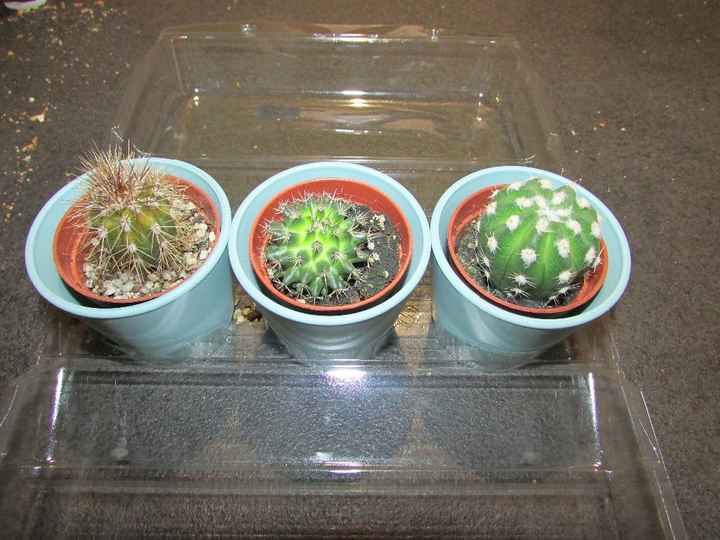 Mes cactus
