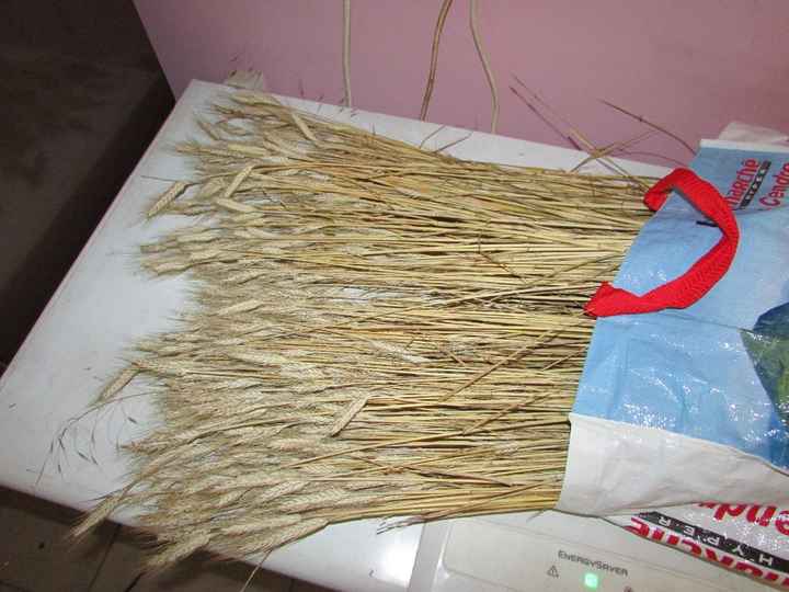 triticale que j'ai ramassé dans nos champs (ça ressemble au blé)