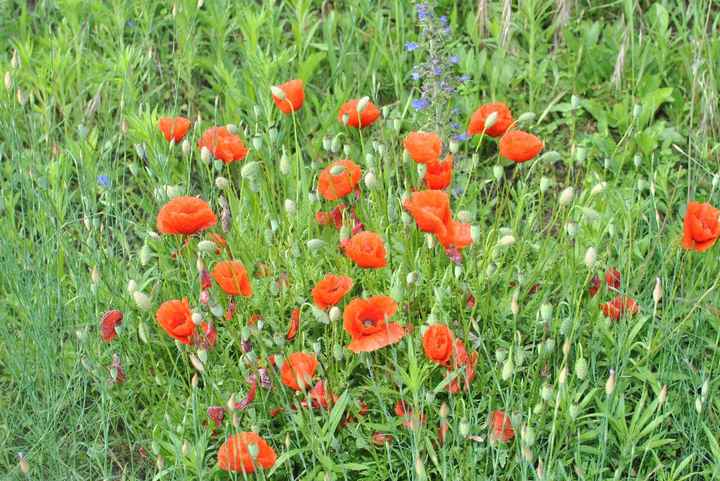 Coquelicots jolis coquelicots