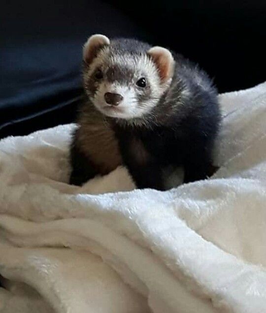 Montrez-moi vos boules de poils ! 😻 - 1
