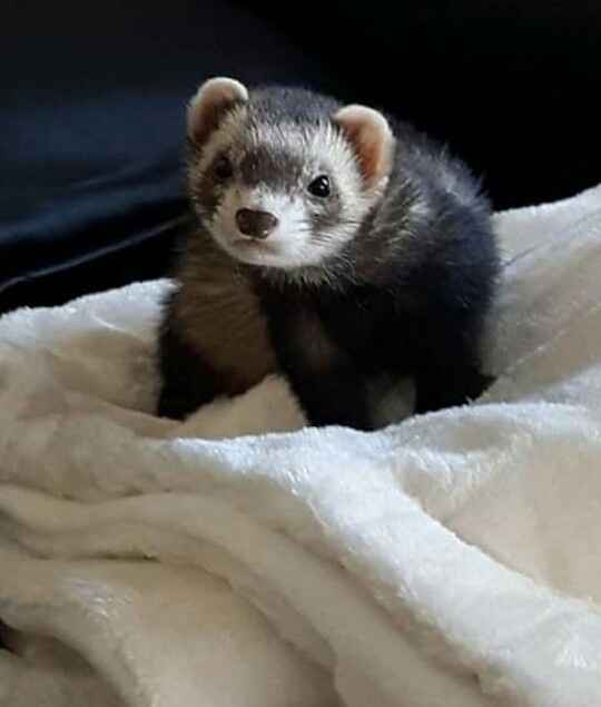 Montrez-moi vos boules de poils ! 😻 - 1