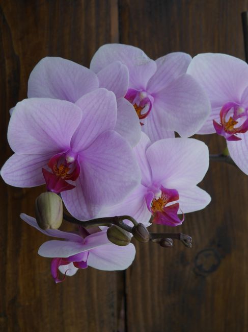 Mariage champêtre et orchidée