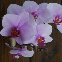 Mariage champêtre et orchidée