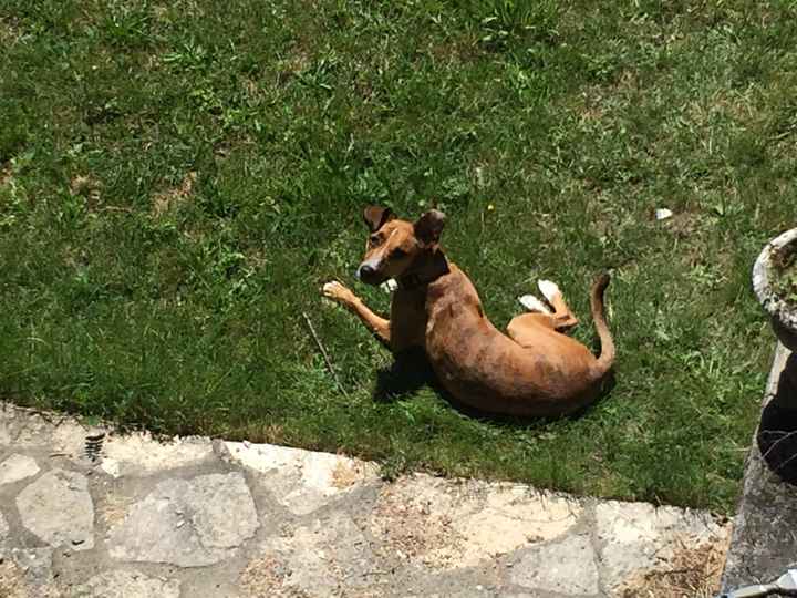 Animal, animaux, photos de nos chéris - 1