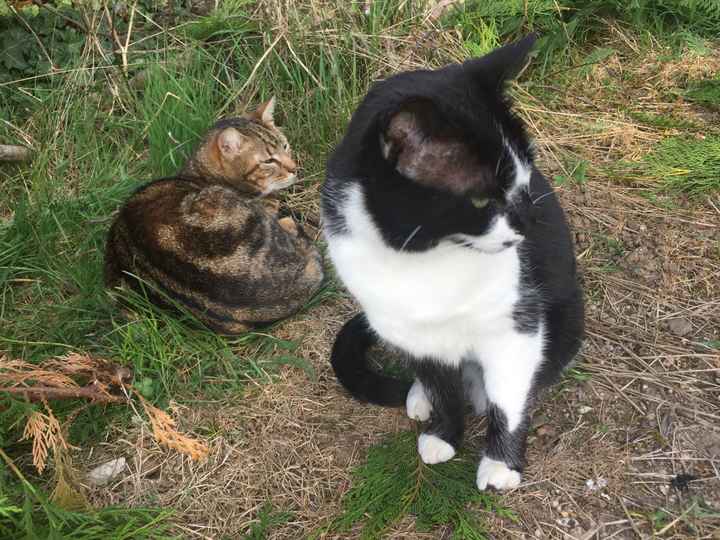Animal, animaux, photos de nos chéris - 1