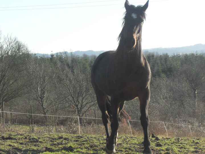 Animal, animaux, photos de nos chéris - 2