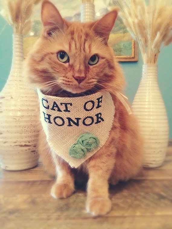 Cat of Honor (trouvé via Pinterest)