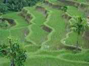 BALI --> Verdure reposante