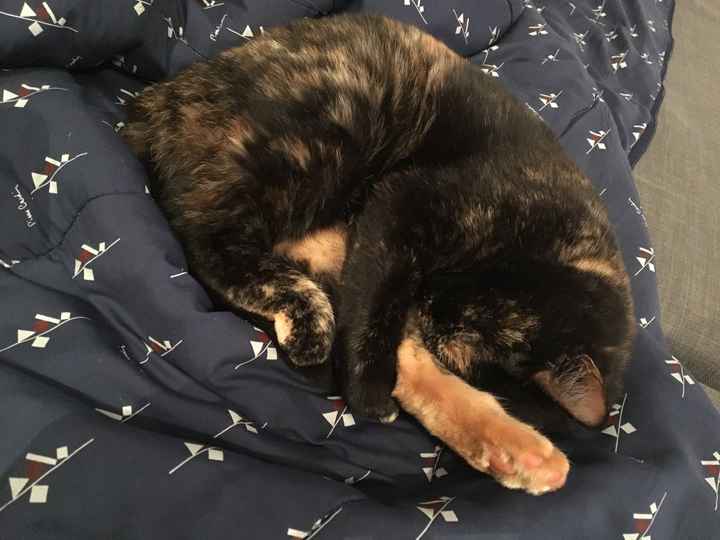  Mon petit bébé chat 😋 - 1