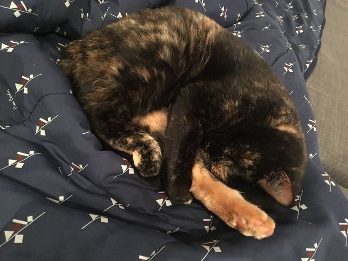  Mon petit bébé chat 😋 - 1