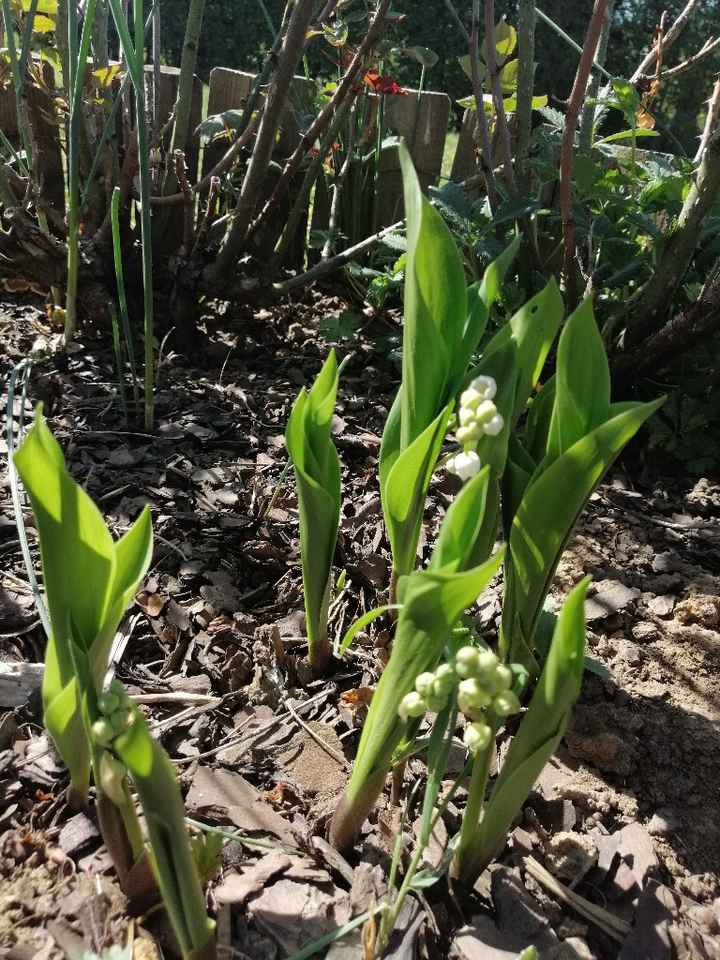 Croisons les doigts - 1