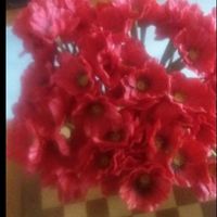 Coquelicots