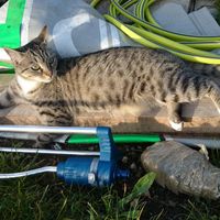 Un animal de compagnie à la maison juste après le mariage ? - 2