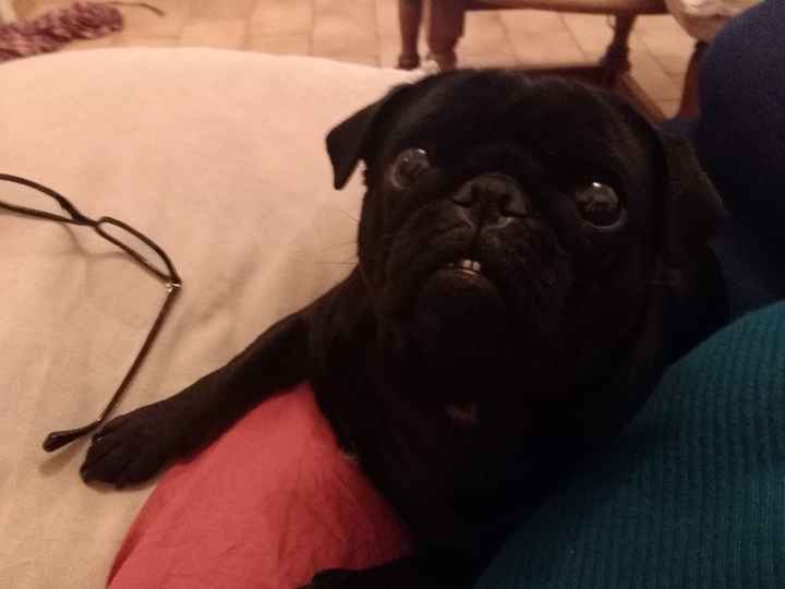 Quel style adoptes-tu pour ton animal de compagnie ? 🔥 - 1