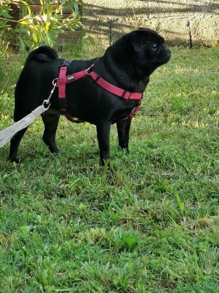 Quel style adoptes-tu pour ton animal de compagnie ? 🔥 - 2