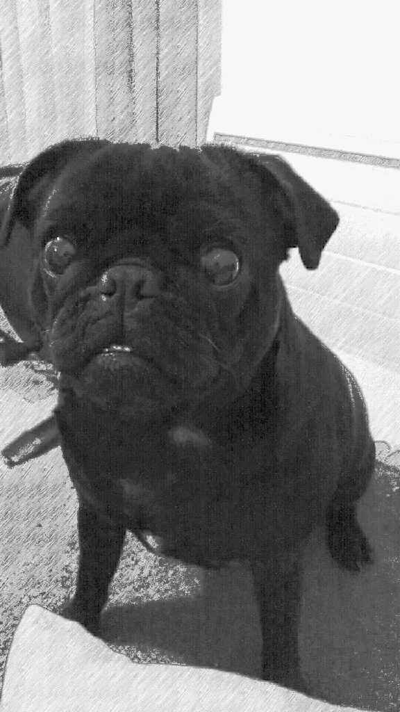 Quel style adoptes-tu pour ton animal de compagnie ? 🔥 - 3