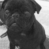 Quel style adoptes-tu pour ton animal de compagnie ? 🔥 - 3