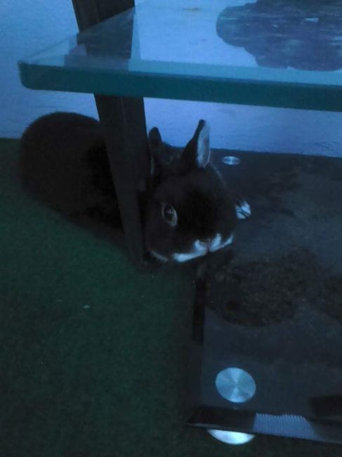 Votre petit compagnon - 1