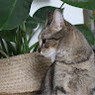 Margaux