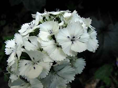 Les fleurs manquantes du bouquet 1