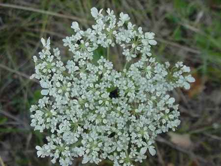 Seconde fleur