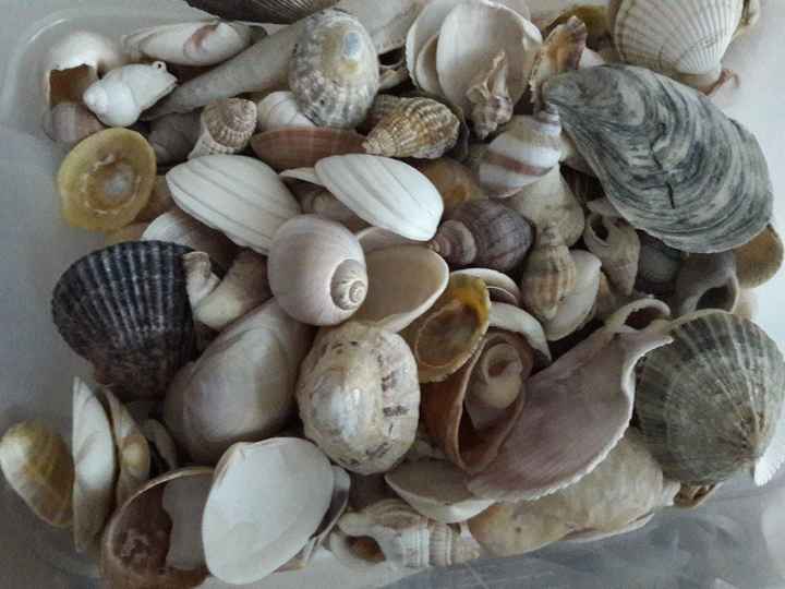 Qui veut des coquillages? - 1