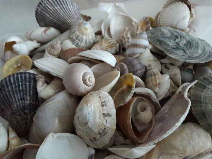 Qui veut des coquillages? - 2
