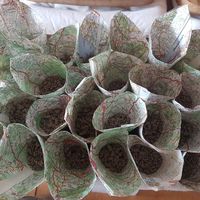 Cornet pour lavande - 1