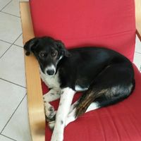 Vos animaux de compagnie ! - 1