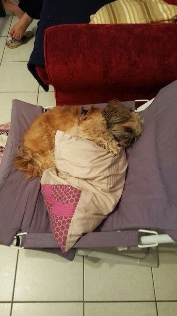 Votre petit compagnon - 2