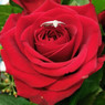 Flore
