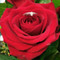 Flore