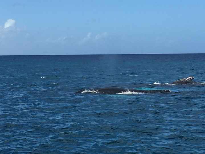 Vdn république dominicaine - 4