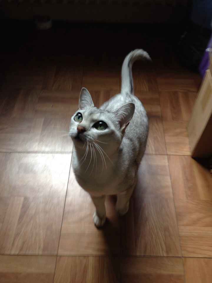 Nos amis les bêtes - 1