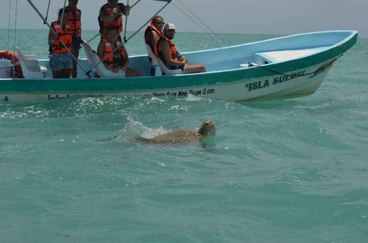 Tortue croisée en pleine mer
