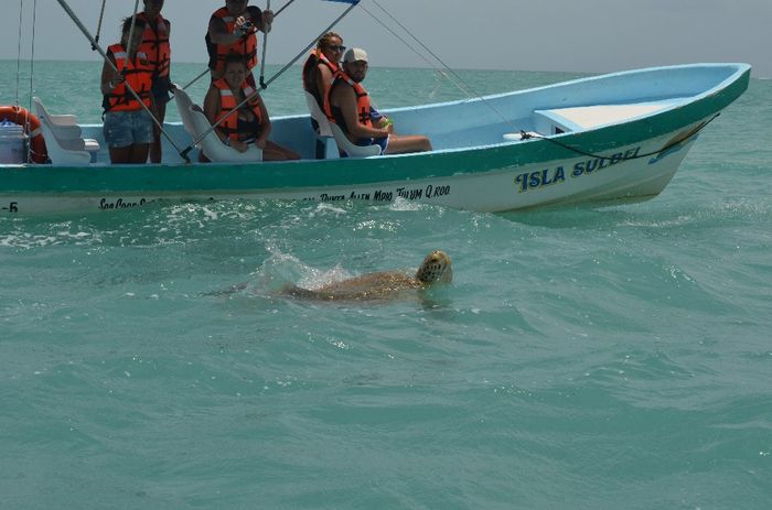 Tortue croisée en pleine mer