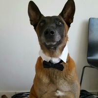 Implication de votre chien - 1