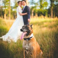 Nos amis les animaux - 3