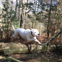 Nos amis les bêtes - 1