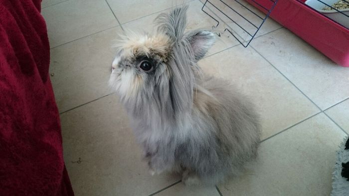 Animaux de cie au mariage : pour ou contre ? - 1