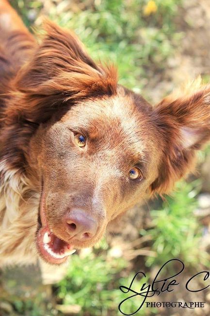 Nos animaux ! - 2