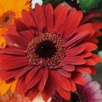 Un bouquet de mariée qui reflète l'Amour 💐 - 1