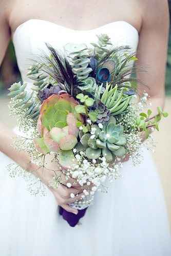 succulente paon