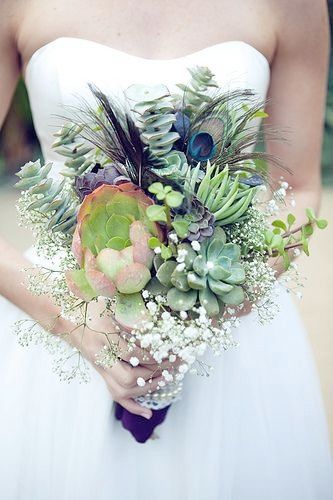 succulente paon